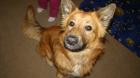 Hütehund-Mix Rüde 11 Monate alt sucht neues Zuhause